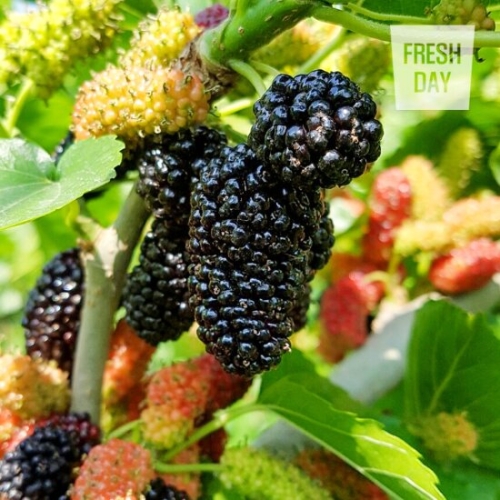 프레시데이 고창 오디 냉동 생과 상품 10Kg 과상2호