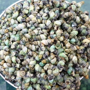 �ڿ����� ���� ���� ��ٽ��� 1kg �ٽ��� �ð��� 100������