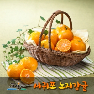서귀포 노지감귤 10kg
