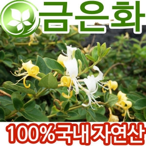 국내자연산 금은화 100g 말린 금은화차 인동꽃