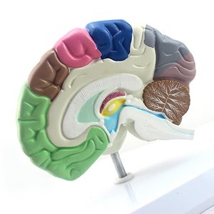  토이사이언스 인체 뇌모형 15cm 뇌단면 모형/ENOVO/뇌모형/인체 인체 뇌모형 15cm 뇌단면 모형/ENOVO/뇌모형/인체