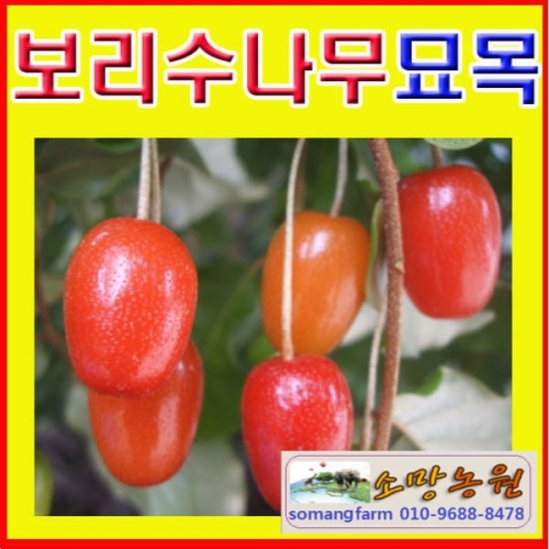 소망농원 왕보리수나무묘목 삽목3년생 분 1그루_이미지