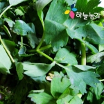 하늘농가 순수국산 건방풍나물 70g (2개)