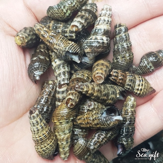 씨기프트 갯고동 1kg (1개)