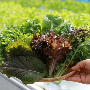 우체국쇼핑 모듬쌈 모듬샐러드 800g 모듬쌈이미지입니다. 누르면 해당 게시물로 새창이동합니다.