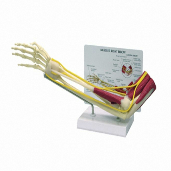 GPI G185 근육포함 팔관절모형이미지입니다. 누르면 해당 게시물로 새창이동합니다.
