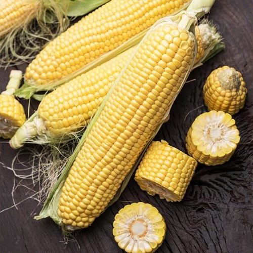 자연맛남 유명산지 제주 달콤한 초당옥수수 무선별 15cm미만