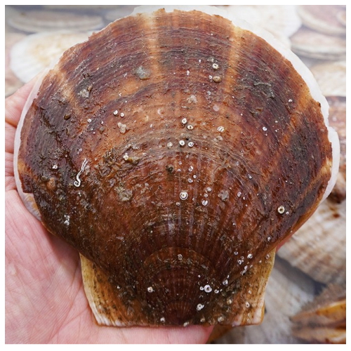 바다조아 동해안 참가리비 중대 9개(마리)내외 1kg (2개)_이미지