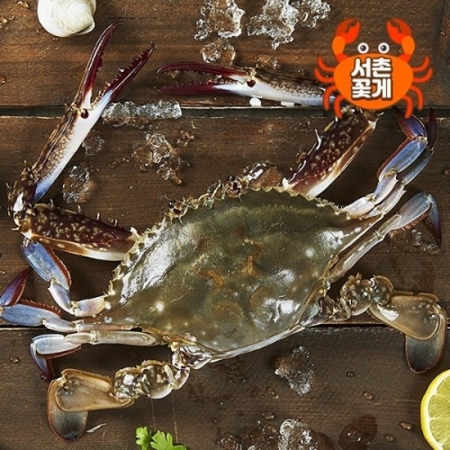 ���̲ɰ� ���� �õ� ���ɰ� 5kg