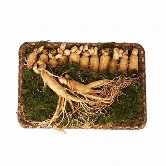 농협수삼랜드 4-5년근 프리미엄 금산수삼 19뿌리 750g (1개)_이미지