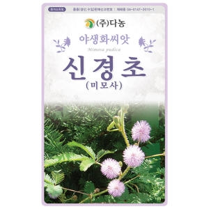 다농 신경초(미모사)꽃 씨앗 1g_이미지