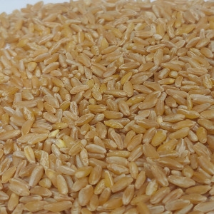 카무트 1kg 고대곡물 이집트쌀 23년햇곡 터키산