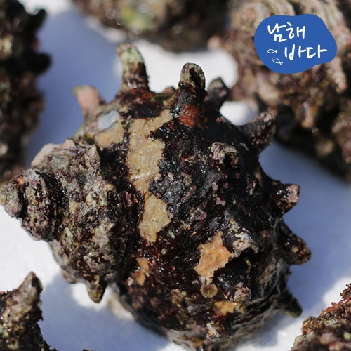 덕이네수산 남해바다 뿔소라 1kg