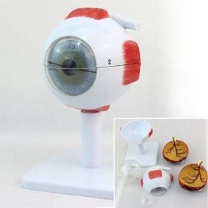  토이사이언스 인체 안구 모형 8cm/6pcs 교육용/안구모형/안구관찰 인체 안구 모형 8cm/6pcs 교육용/안구모형/안구관찰