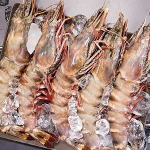 비비수산 특 A급 블랙타이거 새우 500g 8미_이미지