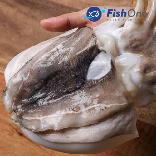 피시원 이력추적 국산 손질 갑오징어 중 8~10미 2kg (1개)