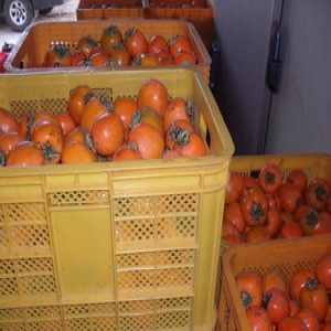 지리산농부 곶감용 감 고종시 115과내외 12kg (1개)_이미지