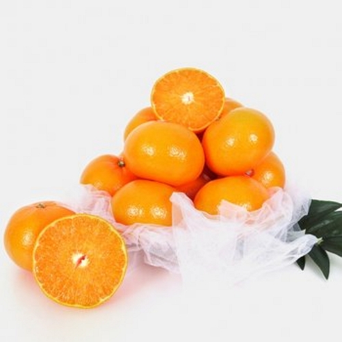 초록자연 천혜향 8~10과 5kg