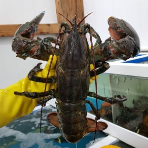 바다사나이 살아있는 활 A급 랍스터 500g (1개)