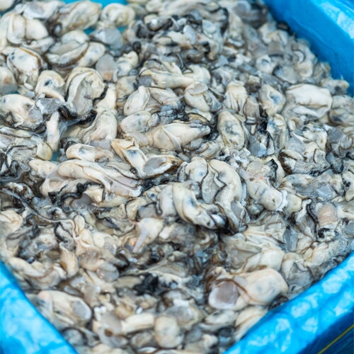 해다원 당일작업 통영 햇 생굴 깐굴 산지직송 대굴 500g