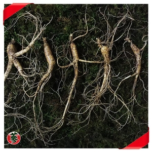 산양산삼 7-8년근 10뿌리