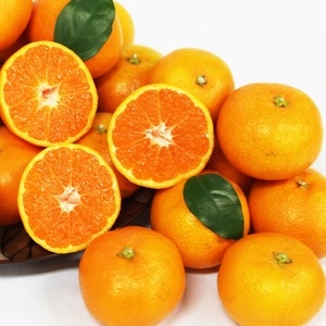 제주 감귤 로얄 10kg