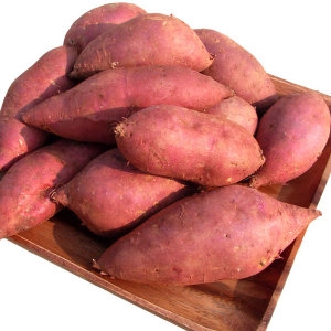 아빠의마음 햇 꿀 밤고구마 랜덤과 10kg