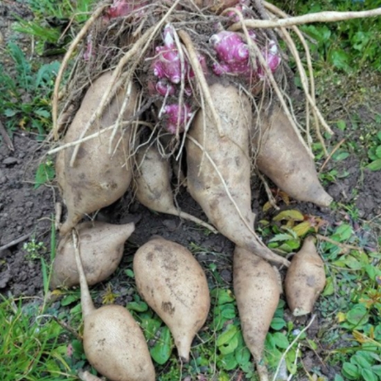 야콘 상품 3kg (1개)_이미지
