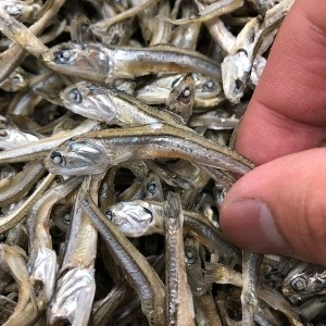 신건호멸치 특품 고바멸치 1.5kg 소멸치 건멸치 안주멸치_이미지
