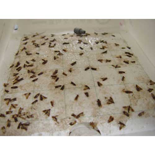 탑농산 화랑곡나방 성페로몬 델타트랩이미지입니다. 누르면 해당 게시물로 새창이동합니다.