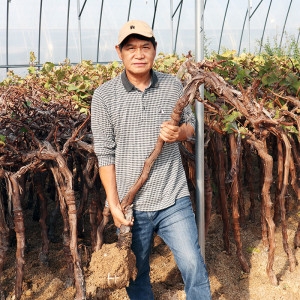 한밭농원 포도나무 묘목 4년생 결실주 샤인머스켓_이미지