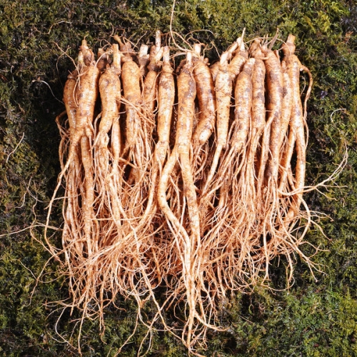 금산인삼 삼계삼 중 수삼 750g 3~5년 40~60뿌리