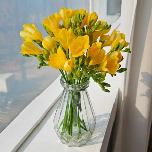 앤드플라워 프리지아2단 20송이 +고급화병