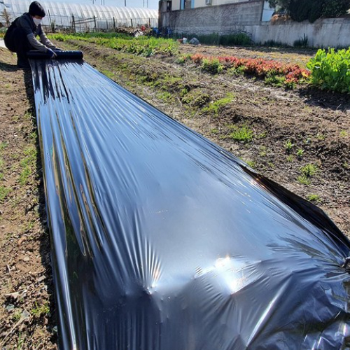 식물의집 흑색 멀칭비닐 0.015mm (100cm x 200m)