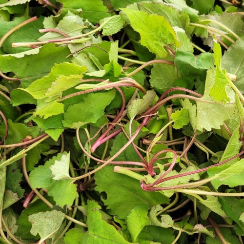 오늘의채소 국내산 노지 취나물 500g내외 (1개)_이미지