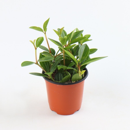 갑조네 갑조네 공기정화식물 생화