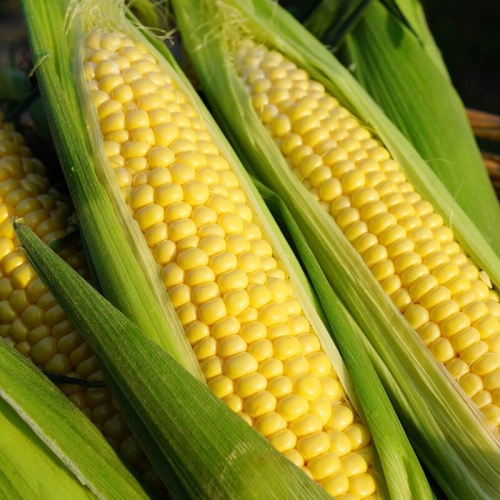 자연맛남 제주 달콤한 초당옥수수 정품 15cm이상