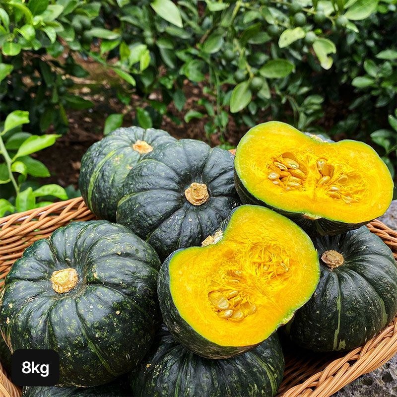 천하일품 제주 특등급 미니 햇 단호박 13~27수 8kg (1개)_이미지