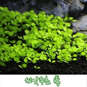 하나아쿠아 씨앗수초 1통/수초 씨앗/초보자/전경 수초/어항 장식