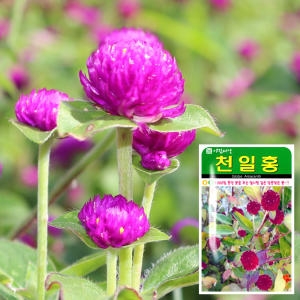 화분월드 화분월드 천일홍 씨앗  100립