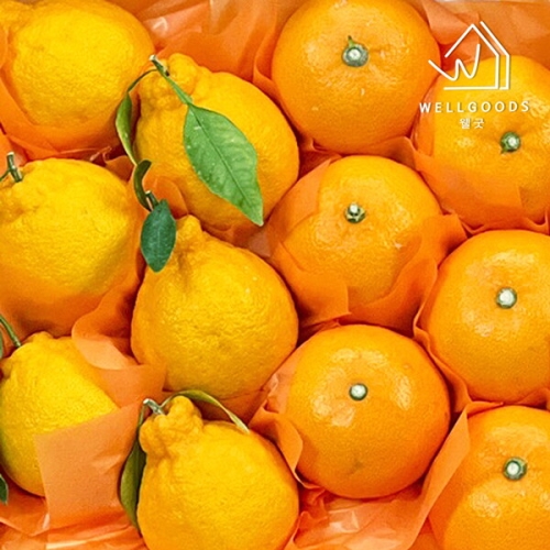 웰굿 한라봉 천혜향 혼합 중과 8~10과내외 2kg (1개)