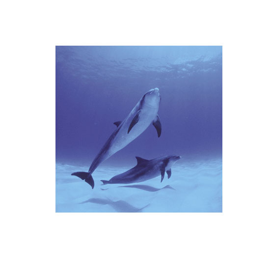 ������ Relax-08 ������ Ŀ��