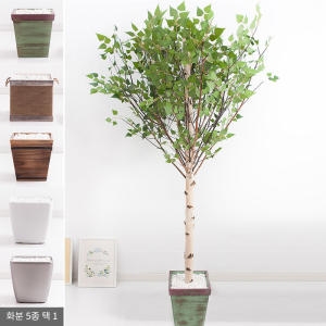 플라워트리 기본Y자형 자작나무화분 set 230cm  조화  FREOFT이미지입니다. 누르면 해당 게시물로 새창이동합니다.