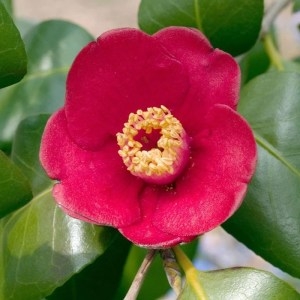 [불명] 같이가치농원 동백나무 묘목 30cm전후 포트묘