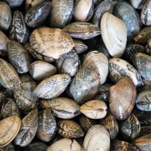 하전바지락 고창 하전갯벌 참 바지락 10kg (1개)_이미지