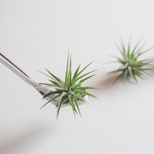 펫플랜트 틸란드시아 이오난사_3size 공기정화식물 인테리어 플랜트 이오난사