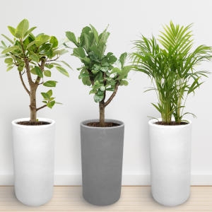 ��Ʋ���ö�� �Ž�ȭ�� ����ȭ�� ���� �ǳ����׸���Ĺ� ������ȭ�Ĺ� �̼����� ���� �������ϼ���