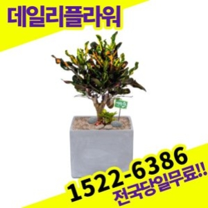 바나나크로톤 개업화분 개원 카페 오픈축하 개업식 집들이 선물 관엽식물 실내공기정화 거실화분 배달_이미지