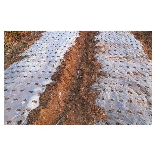 세원비닐 투명 유공 멀칭비닐 0.01mm 2구 (80cm x 1,000m)_이미지
