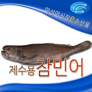 제수용 반건조 참민어